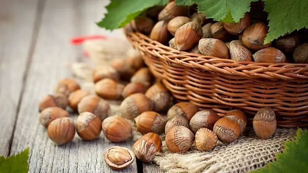 Giresun'da Fındık Fiyatları Düşüşte