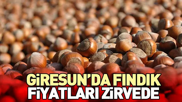 Giresun'da Fındık Fiyatları Zirvede