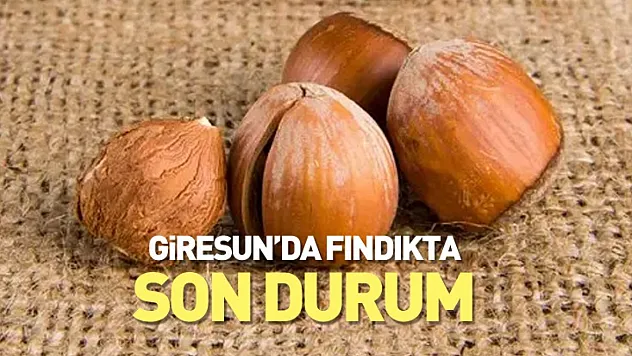Giresun'da Fındık Fiyatlarında Sakin Seyir - 14 Kasım 2025