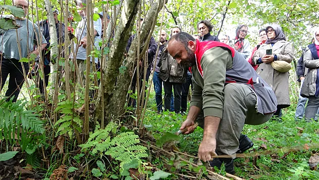 Giresun'da fındık üreticilerine verim artıran budama eğitimi