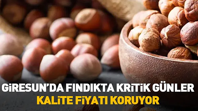 27 Ocak 2026 Giresun'da Fındık Fiyatları | Kalite Fiyatı Koruyor