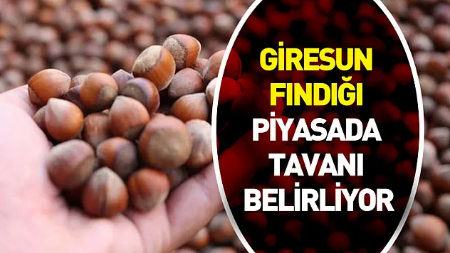 Giresun Fındığı Piyasada Tavanı Belirliyor