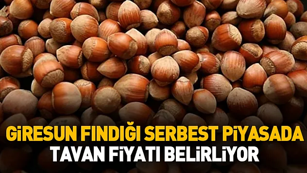 Giresun Fındığı Serbest Piyasada Tavan Fiyatı Belirliyor