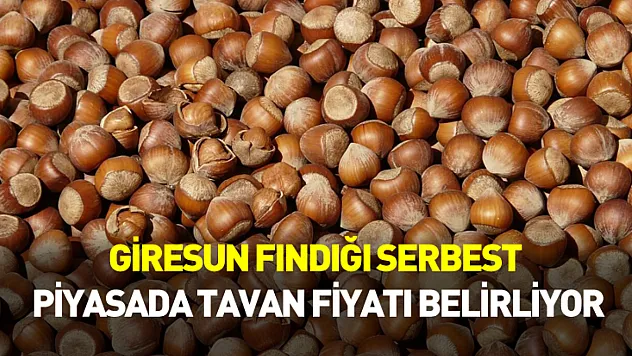 Giresun Fındığı Serbest Piyasada Tavan Fiyatı Belirliyor