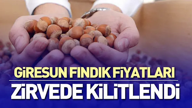 Giresun Fındık Fiyatları Zirvede Kilitlendi | 26 Aralık'ta Psikolojik Eşik Testte