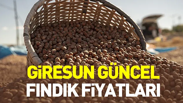 Giresun Güncel Fındık Fiyatları | Serbest Piyasada İlçe İlçe Son Durum