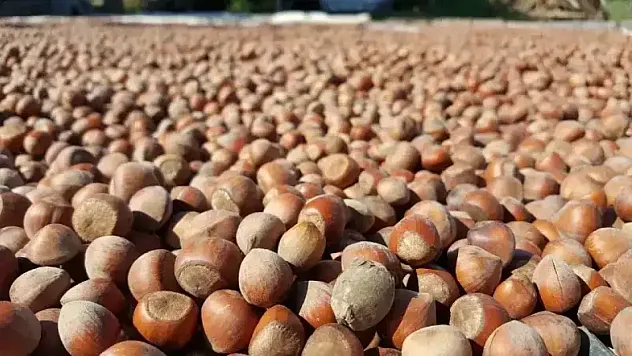 Giresun Kalite Dik Duruyor: 14 Nisan'da Zirve Yolculuğu Sürüyor!