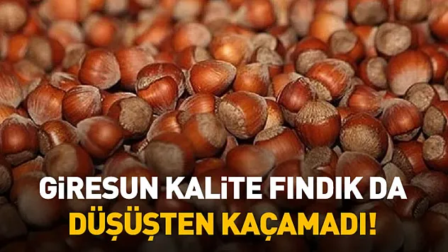 Giresun Kalite Fındık da Düşüşten Kaçamadı!