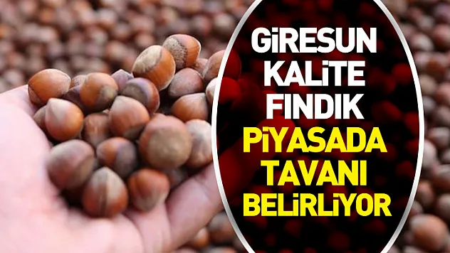 Giresun Kalite Fındık Piyasada Tavanı Belirliyor