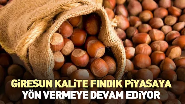 Giresun Kalite Fındık Piyasaya Yön Vermeye Devam Ediyor