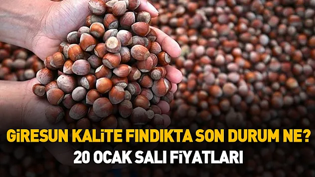 Giresun Kalite Fındıkta Son Durum Ne? 20 Ocak Salı Fiyatları