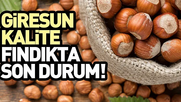 Giresun Kalite Fındıkta Son Durum!