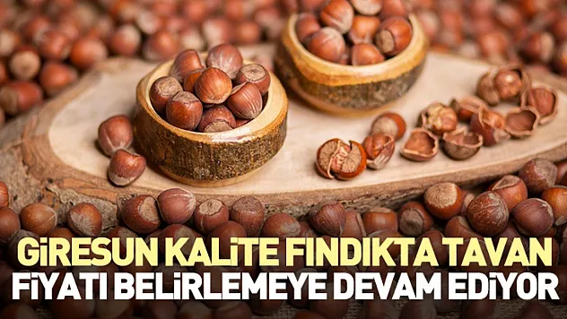 Giresun Kalite Fındıkta Tavan Fiyatı Belirlemeye Devam Ediyor
