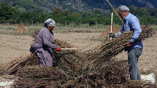 Gökova susamında hasat başladı, hedef Japonya