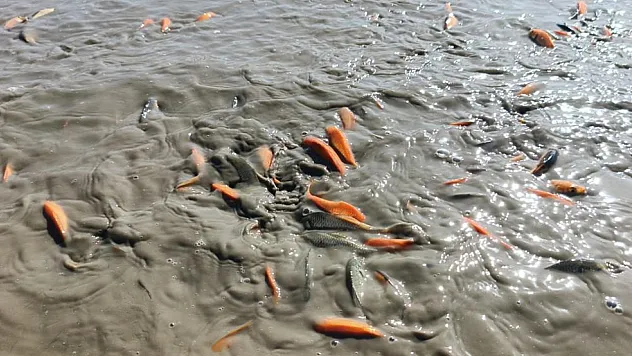 Gölet kurudu, balıklar telef oldu