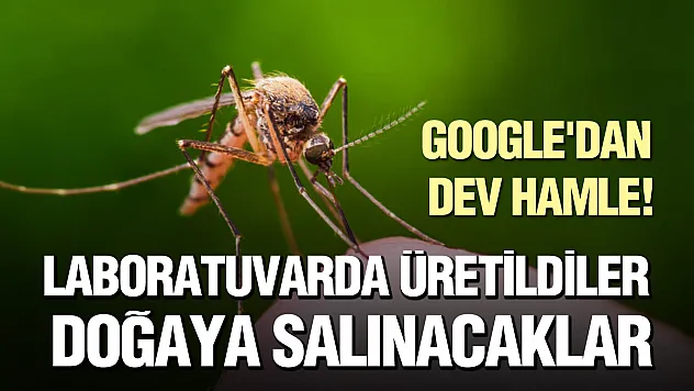 Google'dan biyolojik mücadele: Milyonlarca sivrisinek doğaya salınacak