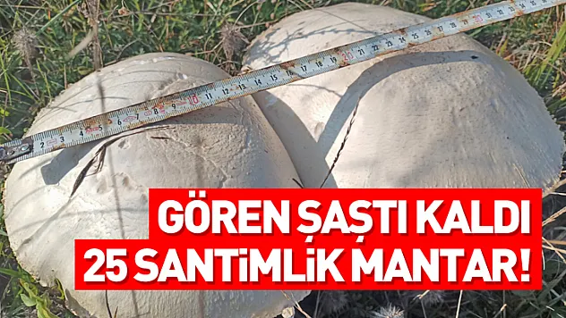 Gören şaştı kaldı: 25 santimlik mantar!