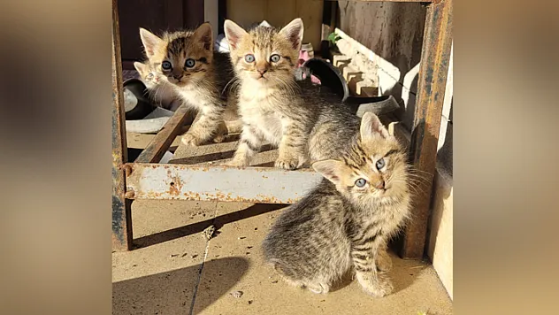 Yavru Kedilerden Kartpostallık Görüntü