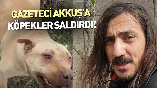Haber peşindeyken yaralandı: Gazeteci Akkuş'a köpekler saldırdı!