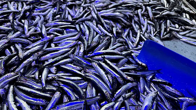 Hamsinin Geleceği İçin Kritik Çağrı