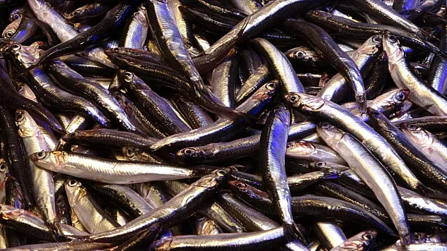 Hamsinin ihracatına boy engeli