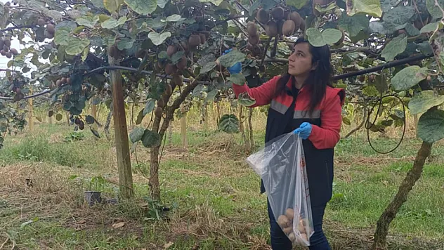 Hasat Öncesi Pestisit Denetimi