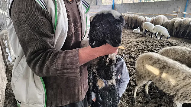Hatay'da çift başlı doğan kuzu yaşama tutundu