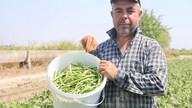 Hatay'da lübye mesaisi başladı! Tarlada 50 TL, markette 140 TL'ye satılıyor