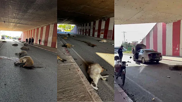 Hatay'da otomobil sürüye daldı: 17 koyun telef oldu