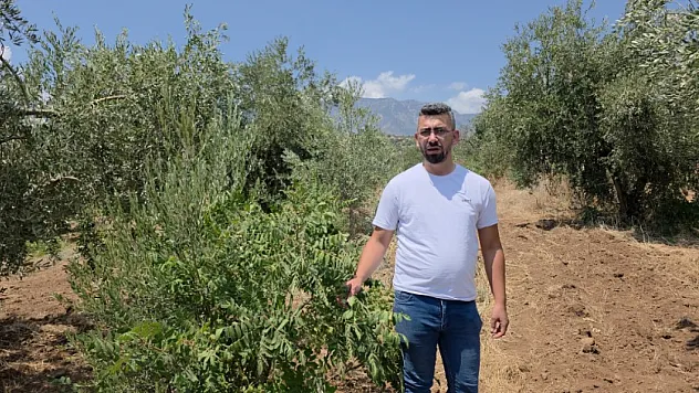 Hatay'da sumak hırsızlığı tartışması: 'Kendi malımız olduğu için razı değiliz'