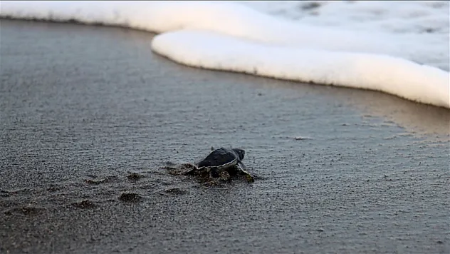 Hatay'da yuva sayısı artıyor