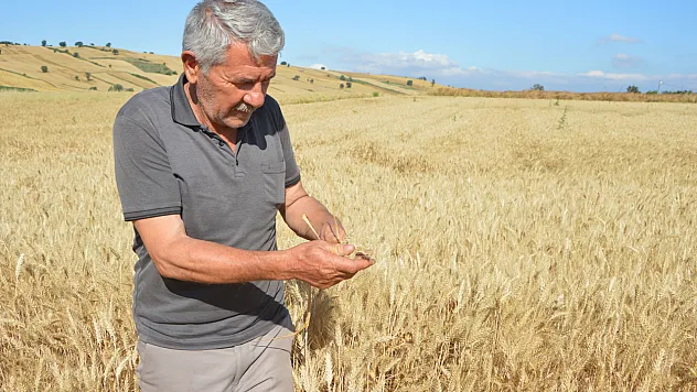 Havza'da 107 bin 250 ton hububat rekoltesi bekleniyor