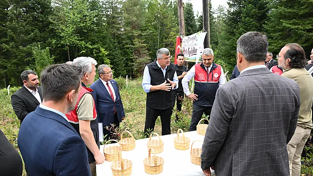 Kastamonu'da atıl araziler aronyayla canlandı: 7 ton rekolte bekleniyor