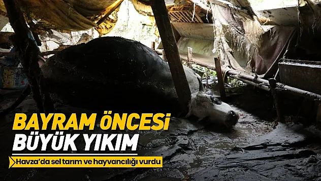 Havza'da ahırlar sular altında kaldı, hayvanlar telef oldu