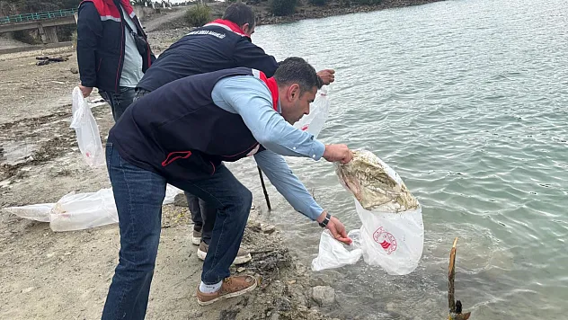Havza göletlerine 110 bin yavru sazan salındı