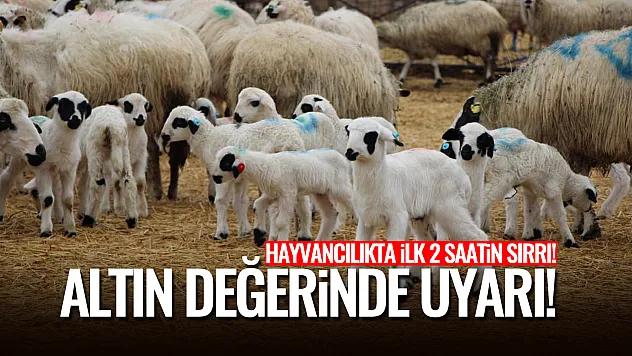 Hayvancılıkta İlk 2 Saatin Sırrı: Altın değerinde uyarı!