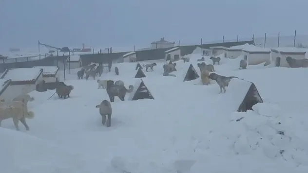 Hayvanlarını Kontrol Etmeye Gitti, Kar Duvarıyla Karşılaştı