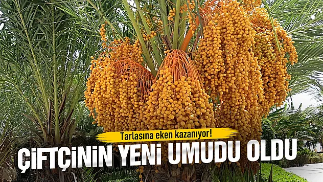 Hurma çiftçinin yeni umudu oldu
