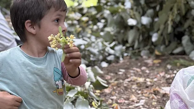 Ihlamur hasadı başladı