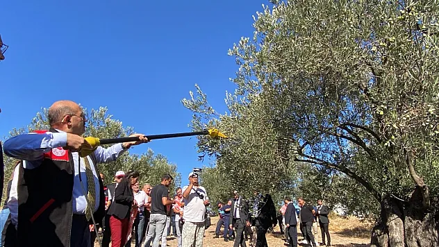 İlk zeytinler toplandı, gözler rekoltede