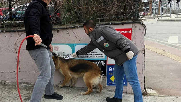 İlkadım'da sokak köpekleri ile mücadele başladı