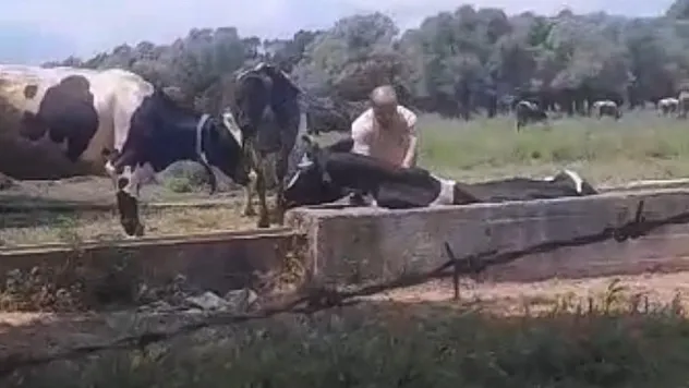 İnek oluğa sıkıştı