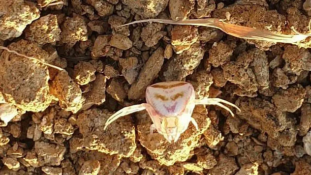 'İnsan yüzlü örümcek' görenleri şaşırttı