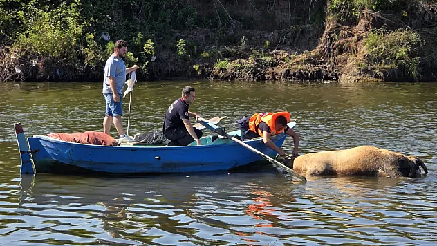 Irmağa düşen büyükbaş hayvan telef oldu