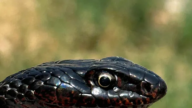 İşletmenin tuvaletine giren karayılan yeniden doğal ortamına salındı