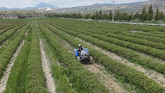 Isparta'da gül hasadında 13 Bin ton rekolte bekleniyor