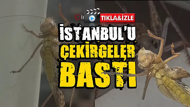 İstanbul'da Dev Çekirge Paniği