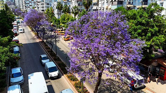 Jakarandalar Adana'yı mor renklere bürüdü