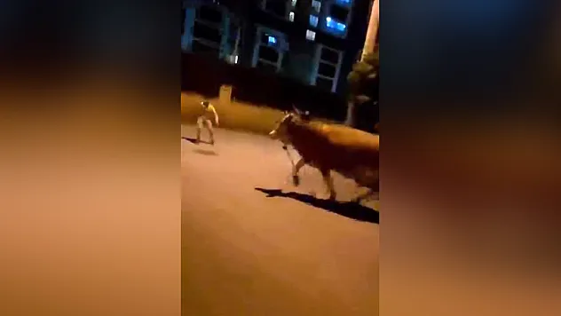 Kaçan dana panik yaşattı