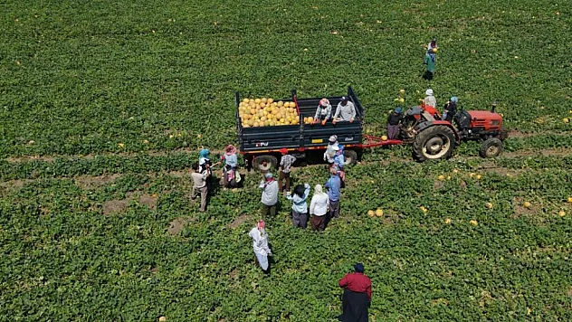 Kadın işçiler ekmek parasını topraktan çıkarıyor